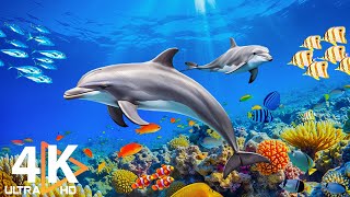 สีสันแห่งมหาสมุทร (4K ULTRA HD) 🐬 สัตว์ทะเล 4K ที่ดีที่สุดเพื่อการพักผ่อน #25