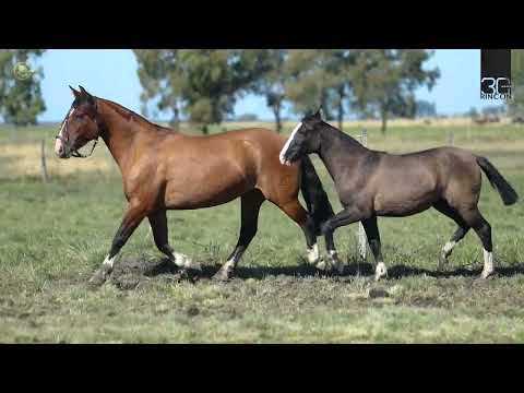 LOTE 05   RP 155   FAT Ganadera   F Gateada