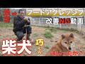 【NG】噛む柴犬！フードアグレッシブ(食べ物への執着による攻撃性)改善方法