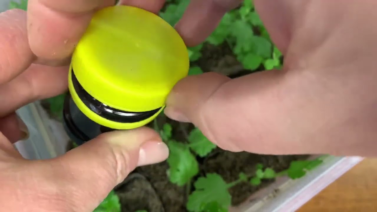 Черенкование хризантем с «Радигрин» Результат и выводы