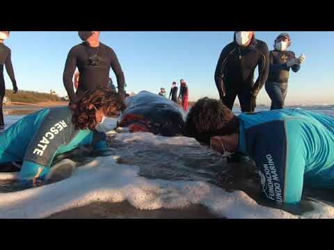 Rescate Ballena Jorobada La Lucila del Mar | 2021