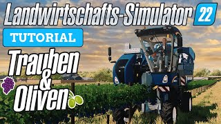 LS22 Trauben & Oliven  So platzierst, pflegst und erntest du Trauben & Oliven im LS22