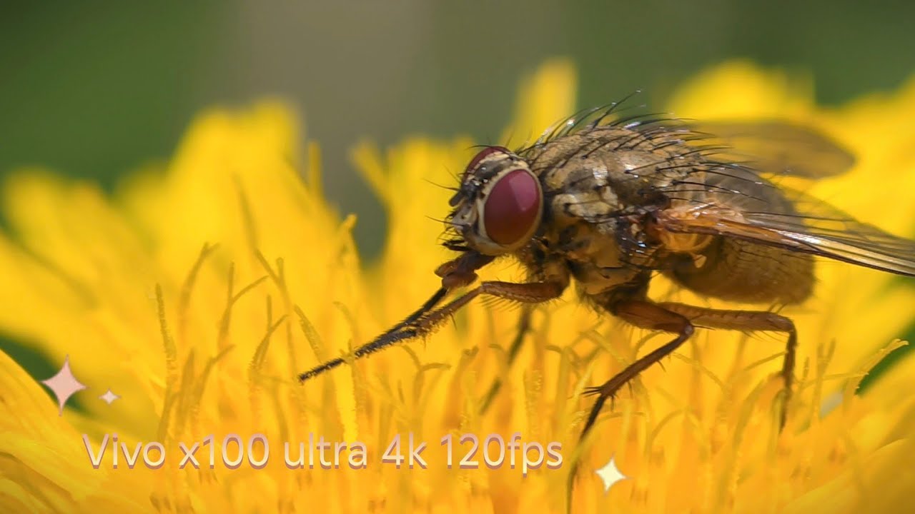 Fly Video The fly. 4k 120fps slowmotion Vivo x100 ultra. #macro #slowmotion # ...