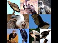 The Kids ABC S At The Zoo Collage Edition 2 