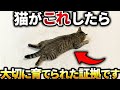 【9割が知らない真実…】大切に育てられた猫がする仕草７選