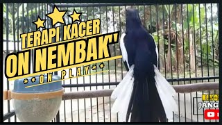 Suara Burung Kacer Bikin Lawan Emosi Gacor, Pancingan Kacer Agar Cepat Emosi Gacor