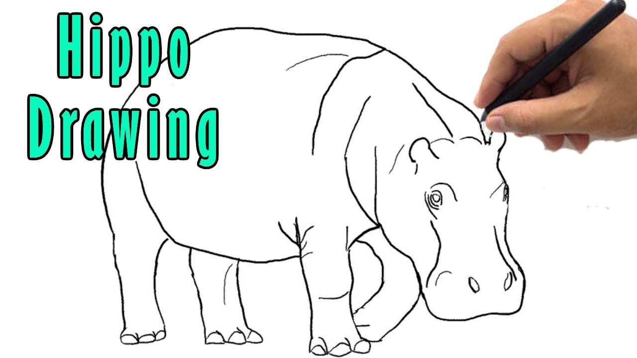 How To Draw A Hippo For Kids