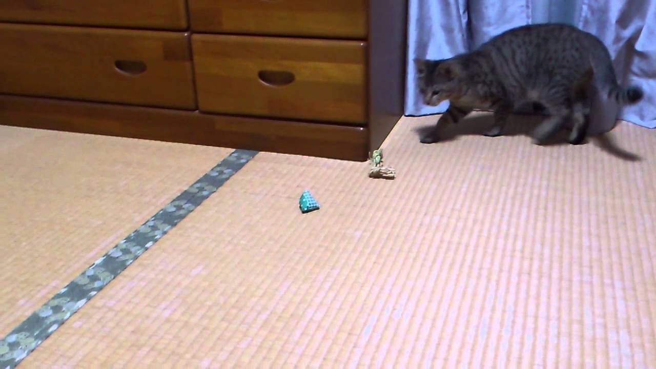 松竹梅との日々 猫まきびし Youtube