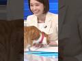 必死に耐えるアナウンサーvs甘えたい猫w 最後までニュースを読めるのか？！