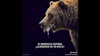 Que hacer ante un encuentro con un osos grizzly con rabia