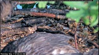 Dale Hollow Eagle Camera Live Stream