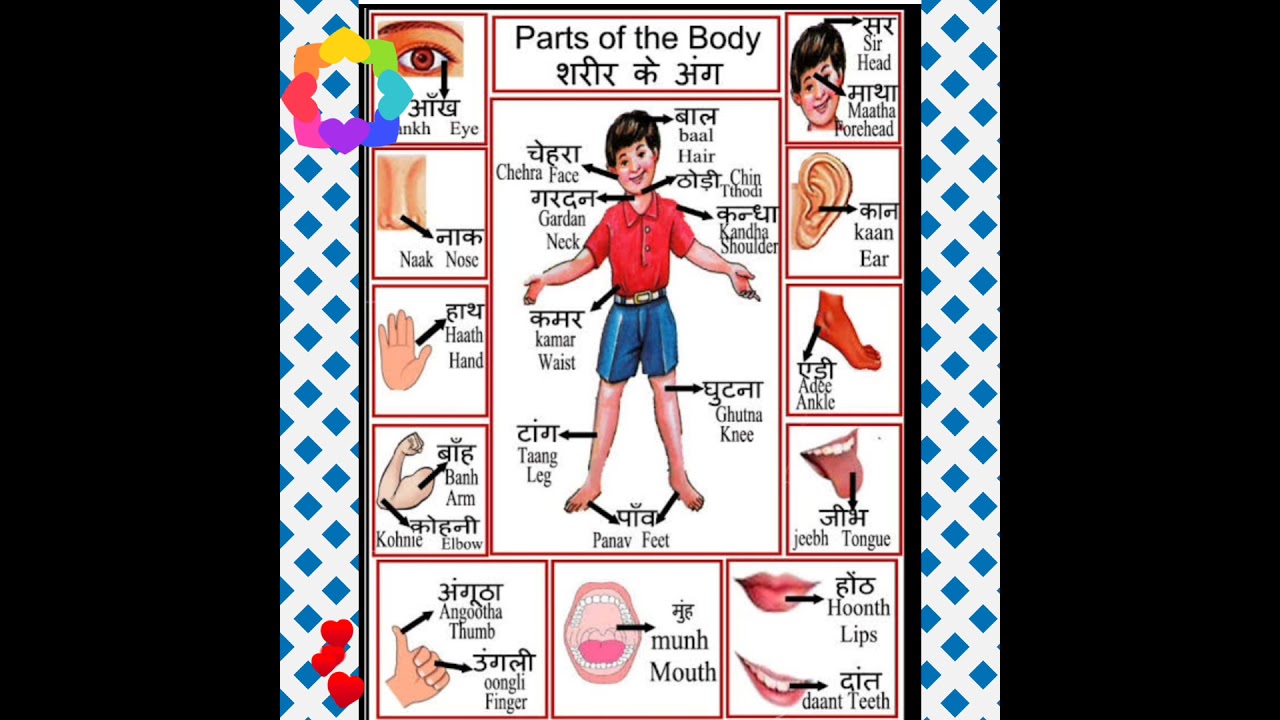 Parts of Body (English/Hindi) - YouTube