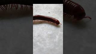 Big Millipede 😱😱😮😲 #millipede #shortvideo #viralvideos #viral #video #trending #youtube #shorts