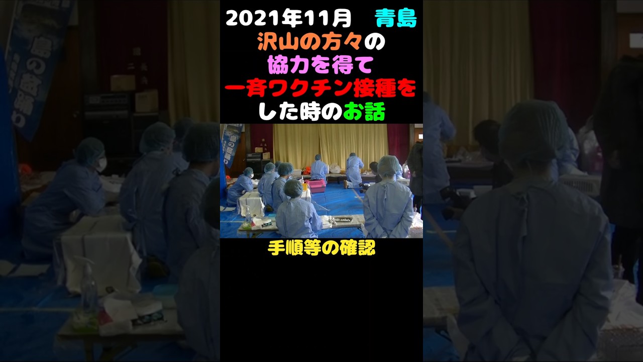 青島猫に一斉ワクチン接種した時のお話　#猫 #子猫 #animalrescue