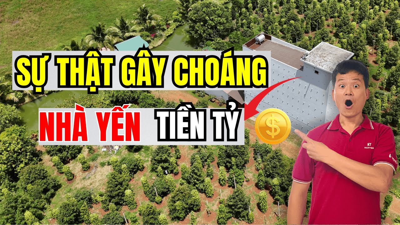 Bóc Trần Sự Thật Nghề Nuôi YẾN - Những Con Số Kinh Hoàng Phía Sau Giấc Mơ Tiền TỶ!.