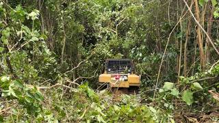 The Speed of the CAT D6R XL Bulldozer in Clearing Plantation Land in an Instant