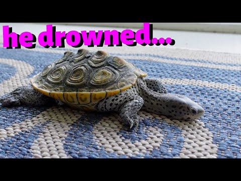 Video: Kaj naj naredim, če je moja vodna želva bolna?