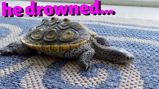 EMERGENCY DROWNED TURTLE CARE