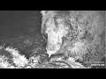 Katmai Brown Bear 115 Does Late Night Fishing at Brooks Falls