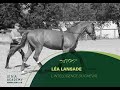 La lansade   lintelligence du cheval