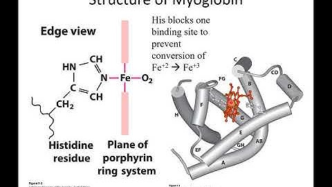 MBS 6250 Lehninger Chapter 5: Protein Function part 1