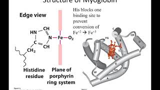 Famous MBS 6250 Lehninger Chapter 5: Protein Function part 1 Net Worth