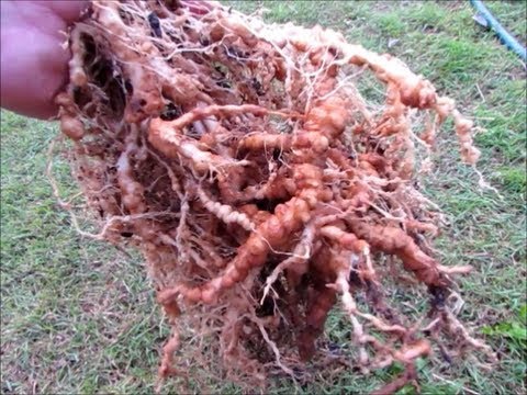 Видео: Tomato Root Knot Info Nematode - Лечение нематод в помидорах
