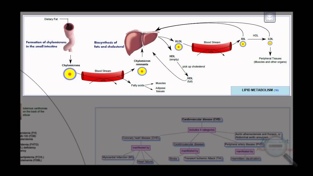 Pathophysiology Of Dyslipidemia