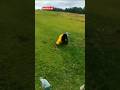 videos engraçados #shorts