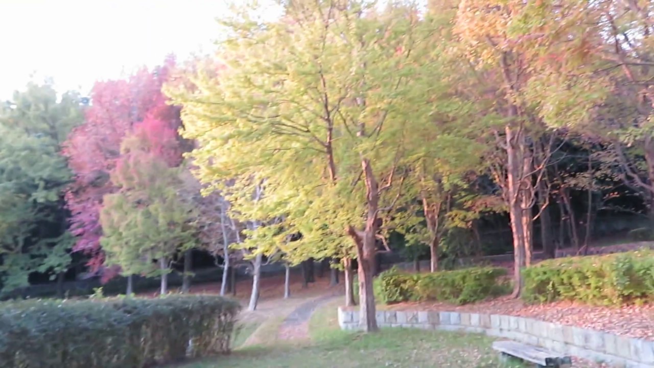 茶山公園 大蓮公園 紅葉 堺市 Youtube