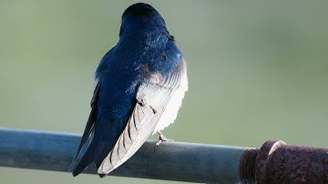 Tree Swallow song