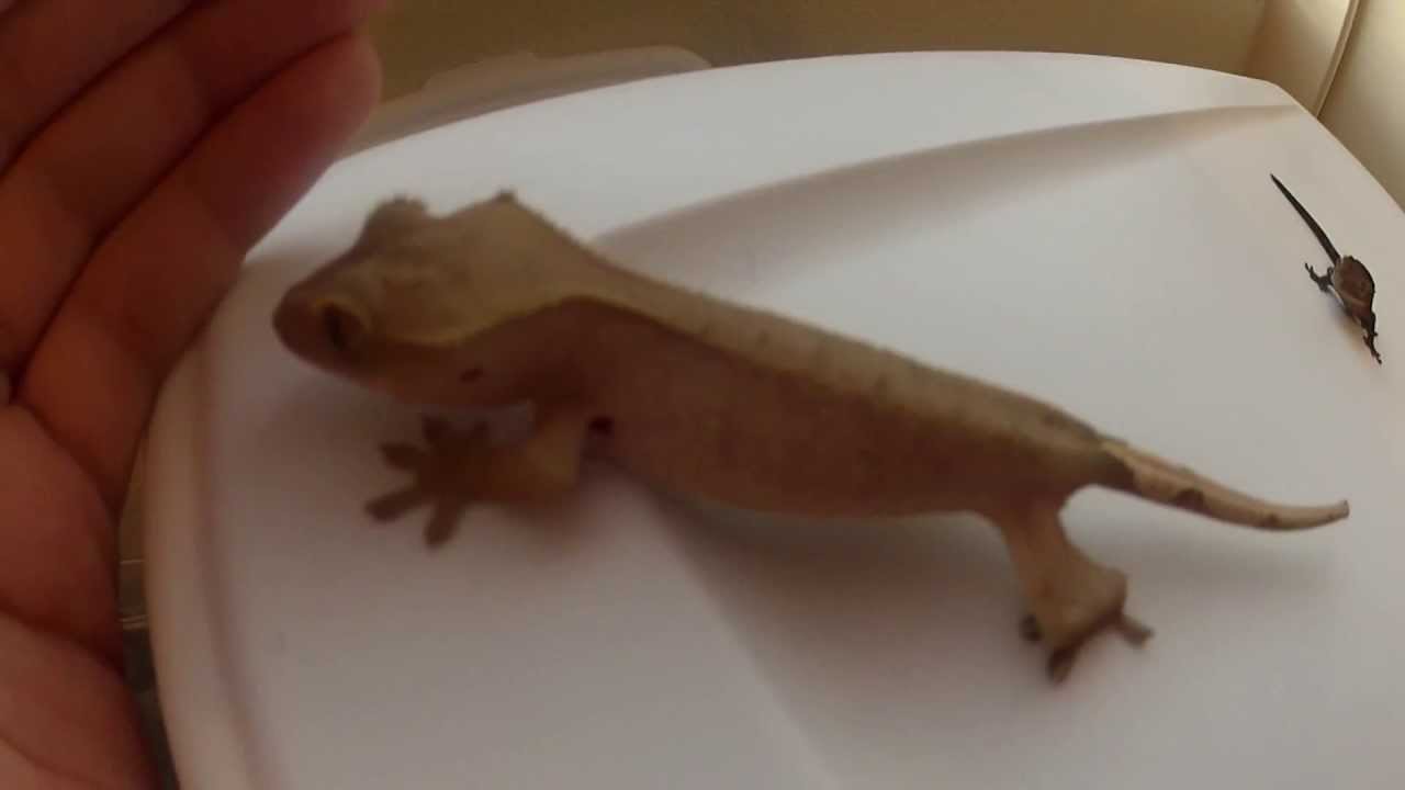geckos food Kenyan Sand Boa , Gecko Eggs , Iguana & More !
