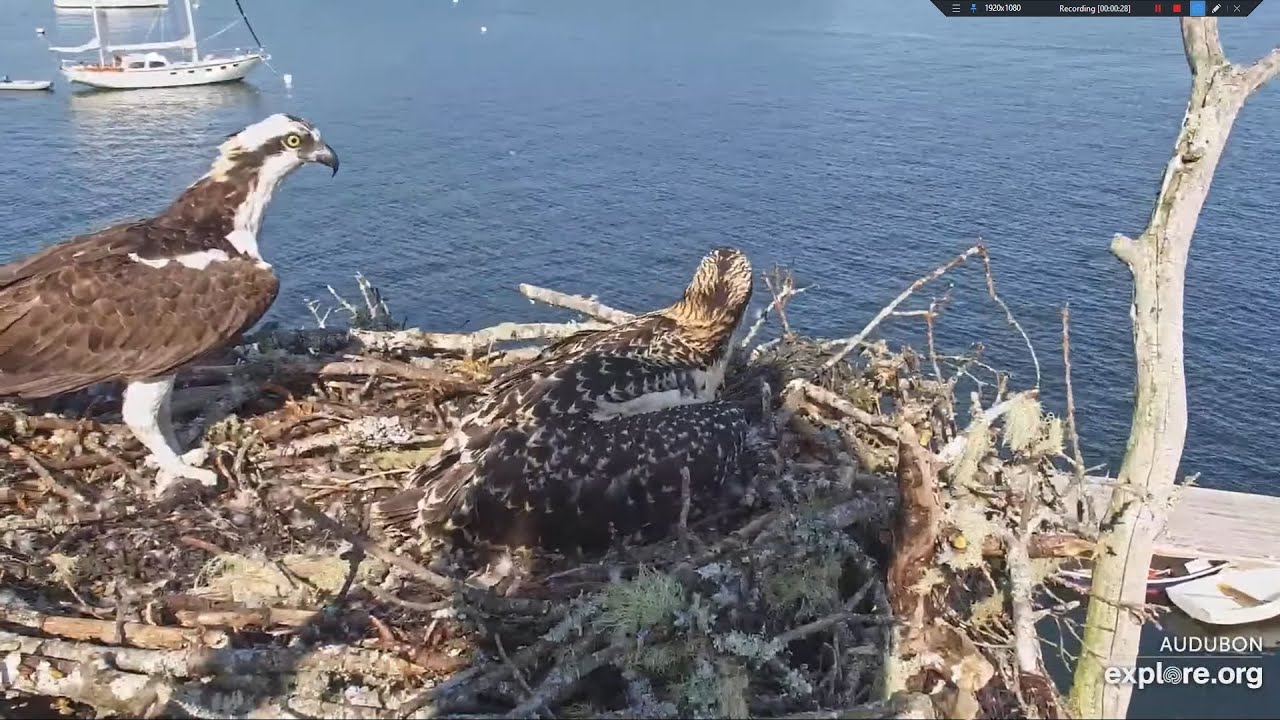 4th Fish of the Day a Blueback Herring from Dory Audubon Boathouse