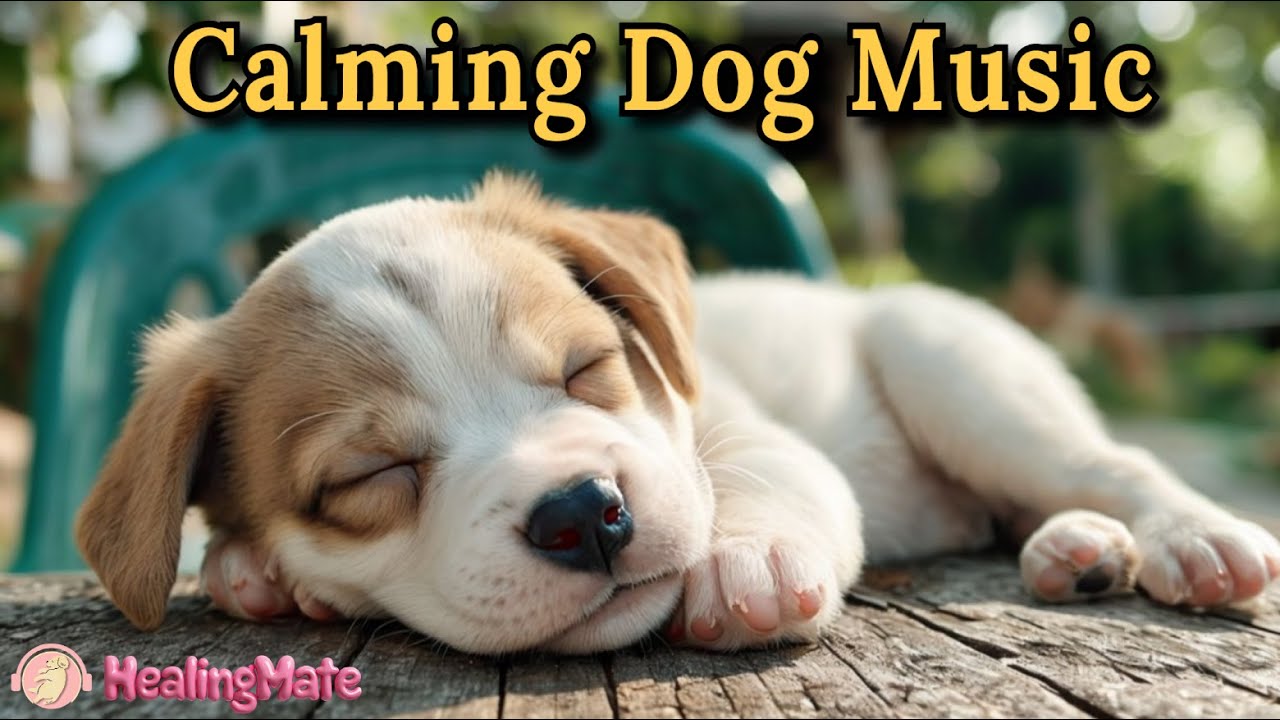 🔴Dog Music 🐶🎵Sleep Music for Anxious Dogs 🐶🎵Soothing Music to Ease Dog Separation Anxiety🔴24 🔴Dog Music 🐶🎵Sleep Music for Anxious Dogs 🐶🎵Soothing Music to Ease Dog Separation Anxiety🔴24