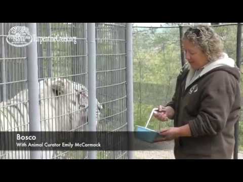 rescue dogs rock nyc Tigers Participate in Behavioral Training at Turpentine Creek Wildlife Refuge