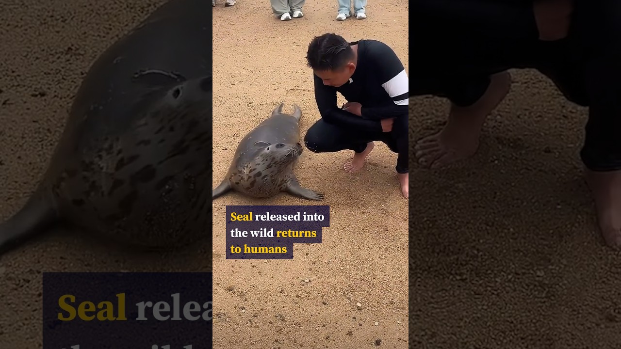 Seal released into the wild returns to humans