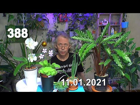 Video: Kann ich Ruellia verpflanzen?