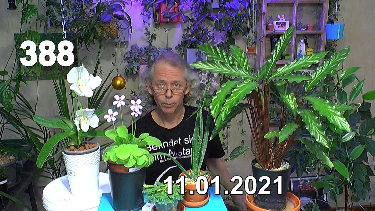 Aloe Vera und Calathea im mineralischen Substrat umpflanzen und wie wachsen sie. Rambutan Samen