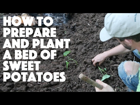 Video: Kartoffelfrøbedsforberedelse - tips til klargøring af et kartoffelbed