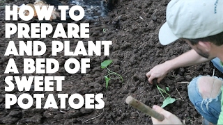 How to Prepare a Garden Bed and Plant Sweet Potatoes