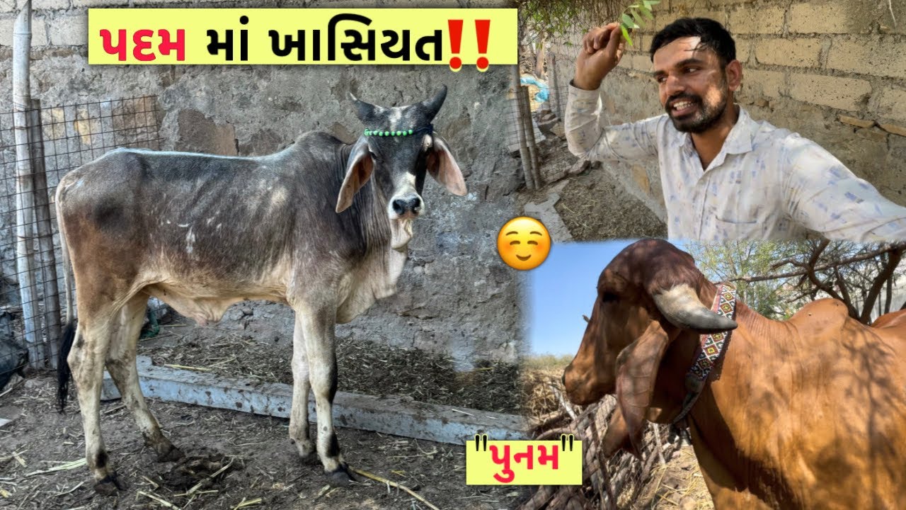 આ ખાસિયત છે આપણા નાનકડા આખલા “પદમ” માં🔥