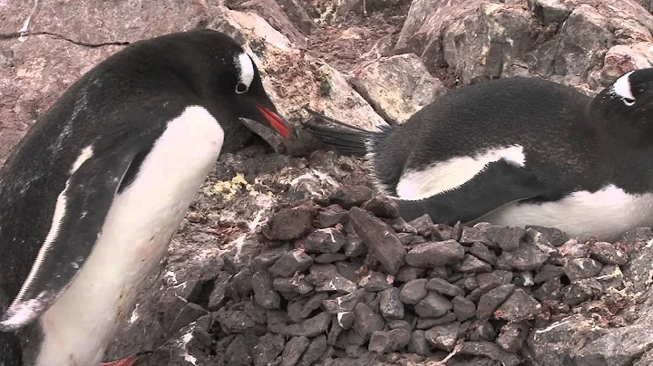 Penguin Nest Making in Antarctica