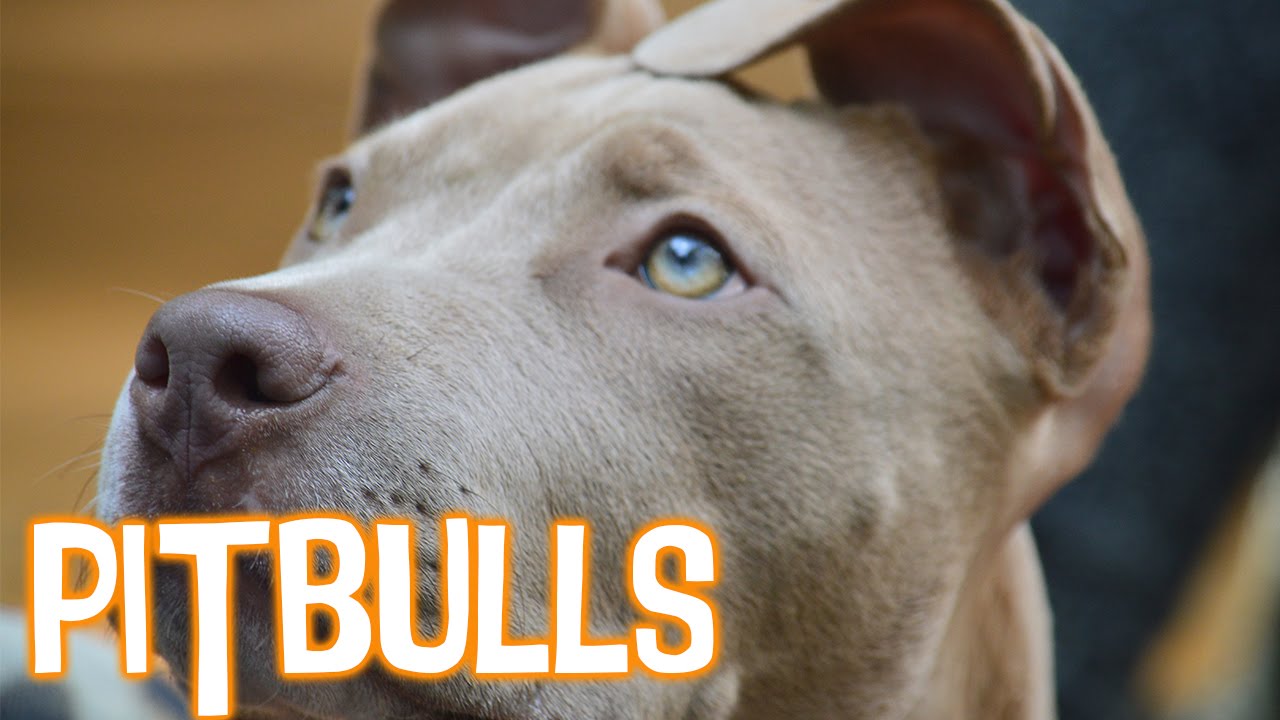 Myths About Pit Bulls Debunked - YouTube