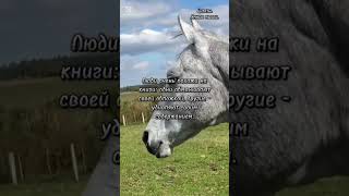 цитаты #лошади #умныемысли #мудрыеслова #золотыеслова #красивоевидео