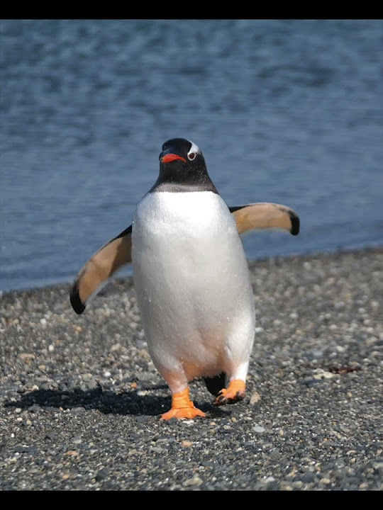 Why can t penguins fly youtube