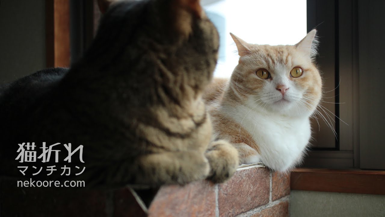 munchkin cat breeders near me マンチカン、監視の流儀。しぶとい菊之助と飽きっぽい力丸-Cats to observe the Birds movements and tired