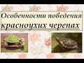 Особенности поведения красноухих черепах