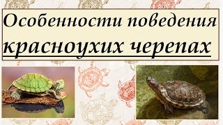 Особенности поведения красноухих черепах