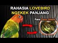 RAHASIA LOVEBIRD NGEKEK PANJANG DENGAN RAMUAN DAUN SALAM