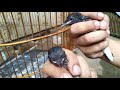 Download Lagu CIRI CIRI TROTOL JANTAN DAN BETINA PADA BURUNG MURAI BATU DI USIA KURANG DARI 1 BULAN
